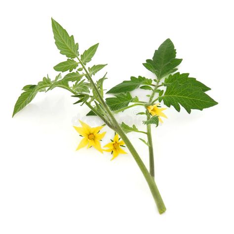 Tomato Plant Leaf Sprig. Tomato plant flower and leaf sprig over white backgroun , #AD, #Sprig, #plant, #Leaf, #Tomato, #Plant #ad Herbs Drawing, Tomatoes Plants Problems, Pruning Tomato Plants, Tomato Leaves, Plants Drawing, Tomato Vine, Herbs Plants, Types Of Tomatoes, Tomato Plant