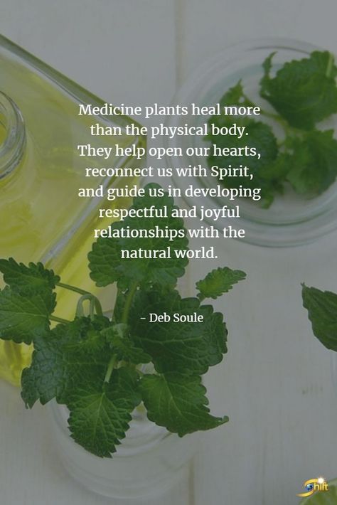 Natural Medicine Quotes, Herbal Quotes, Quotes About Eating, Natural Healing Quotes, Medicine Plants, Hemp Oil Benefits, Medicine Quotes, Plant Medicine, Herbal Apothecary