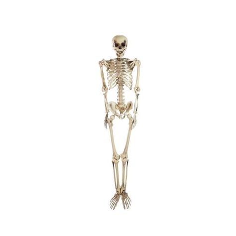 5' Spooky Life Size Skeleton Indoor/Outdoor Halloween Decoration, White (Plastic) Outdoor Skeleton, Life Size Skeleton, Graveyard Scene, Plastic Skeleton, Halloween Skeleton Decorations, Haunted House Party, Halloween Door Hangers, Skeleton Decorations, Classic Halloween