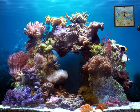 beautiful-animated-wallpapers. Reef Aquascaping, Reef Tank Aquascaping, Free Animated Wallpaper, Nano Reef Tank, Marine Fish Tanks, Saltwater Aquarium Fish, Saltwater Fish Tanks, Marine Tank, Salt Water Fish