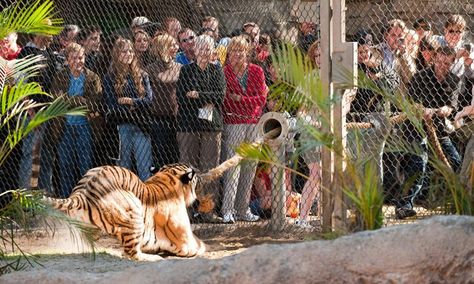 Fun vacation idea- Tiger tug of war! Zoo gives visitors the chance to test their strength against big cats Busch Gardens Tampa Bay Florida Zoo Games, Busch Gardens Tampa Bay, Busch Gardens Tampa, Bizarre Photos, Busch Gardens, A Tiger, Zoo Animals, Big Cats, Animal Kingdom