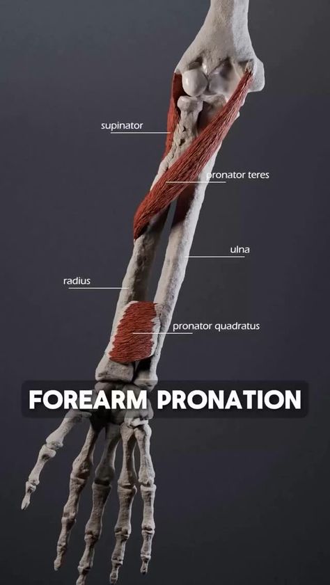 Dr. Goris Nazari PhD (@scienceoptics) on Threads Flexor Muscles Of Forearm, Shoulder Pain Relief Rotator Cuff, Musculocutaneous Nerve, Rehabilitation Equipment, Body Flow, Rotator Cuff Exercises, Forearm Muscles, Human Muscle Anatomy, Shoulder Pain Relief