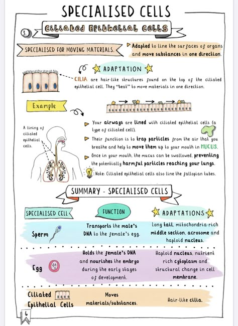 Biology Revision Gcse Cells, Specialised Cells Notes, Cell Poster, Gcse Notes, Cell Biology Notes, Gcse Science Revision, Biochemistry Notes, Biology Poster, Learn Biology