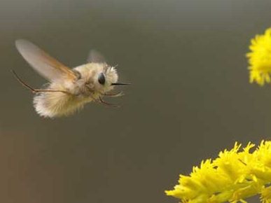 Bee Fly. The Bombyliidae are a family of flies. Adults generally feed on nectar and pollen, some being important pollinators. Larvae generally are parasitoids of other insects. Moon Thoughts, Bee Fly, Cool Insects, Cool Bugs, Beautiful Bugs, Arthropods, Arachnids, Bugs And Insects, Cute Creatures