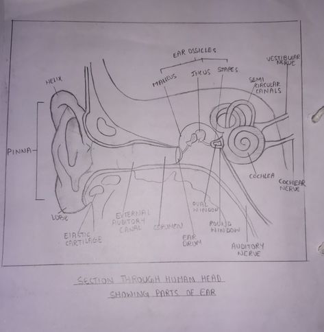 Internal structure of 👂 Ear Anatomy Drawing Medical, Structure Of Ear, Human Ear Diagram, Ear Diagram, Nursing School Studying Cheat Sheets, Nursing Wallpaper, Biology Drawing, Bsc Nursing, Biology Diagrams