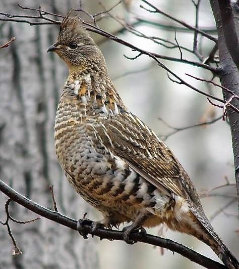 Ruffed Grouse Tattoo, Waterfowl Art, Ruffed Grouse, Gamebirds, Upland Hunting, Sailboat Living, Wild Animals Photography, Yosemite California, Gordon Setter