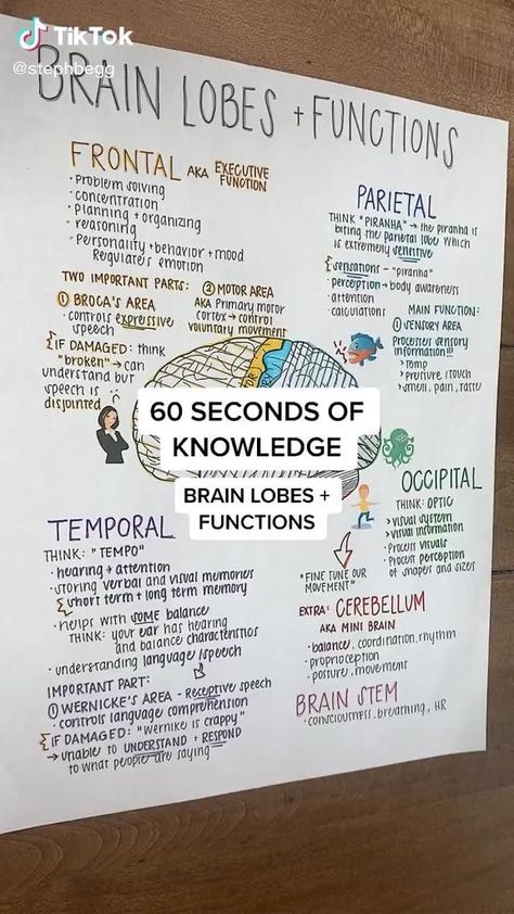 2kasim175 [Video] | Nurse study notes, Nursing student tips, Medical assistant student Brain Lobes And Functions, Brain Lobes, Medical Terminology Study, Medical Assistant Student, Studie Hacks, Sistem Saraf, Psychology Notes, Nursing School Essential, Nursing School Motivation