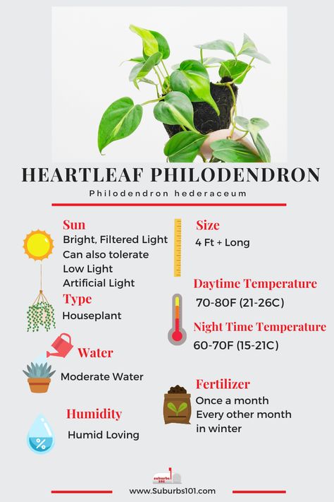 8 Tips on How to Care for Your Heartleaf Philodendron (Infographic) Heartleaf Philodendron Care, Philodendron Care Tips, Philodendron Heartleaf, Philodendron Plant Care, Indoor Forest, Heartleaf Philodendron, Plants Grown In Water, Philodendron Care, Plants Care