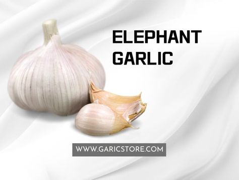 Elephant Garlic, Garlic Flower, Water In The Morning, Garden Compost, Garlic Bulb, Beautiful Pink Flowers, Soil Testing, The Onion, Fall Plants