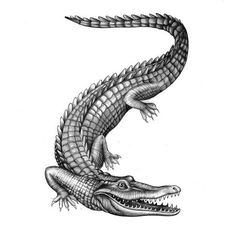 Traditional Crocodile Tattoo, Crocodile Tattoo Design, Top View Drawing, Alligator Drawing, Crocodile Drawing, Crocodile Art, Alligator Art, Alligator Tattoo, Crocodile Tattoo