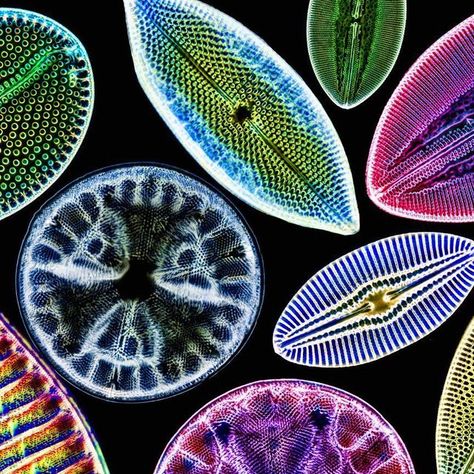 Jan Rosenboom on Instagram: "Bory - digital diatom arrangement #5 😊 Here is another digital arrangement of diatoms. The forms in this sample are just so beautiful that I just had to make one of these. :) This time it was born a bit out of necessity as the diatoms in question are so small that making such an arrangement in reality would be really hard even for me as a practiced arranger. I will try in the future though.😅 Also, taking a photo like this of such an arrangement at a decent magnification and not ruining the slide in the process would be close to impossible as you need oil immersion objectives for that. 🔬 With such objectives the distance between the slide and the objective is as low as 0.2 mm and you always  apply some pressure on the arrangement almost always leading to some Diatoms Art, Ecosystem Art, Bacteria Under Microscope, Macro Photography Insects, Microscopic Organisms, Microscopic Photography, Repeated Pattern, Insect Photography, Microscopic Images