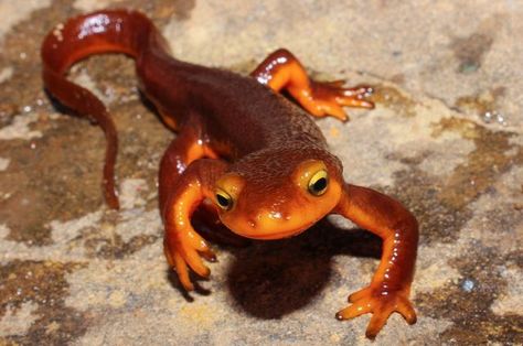 L.A.'s newt shows signs of severe stress in drought Newt, A Rock, Gecko, Orange, Water, Animals