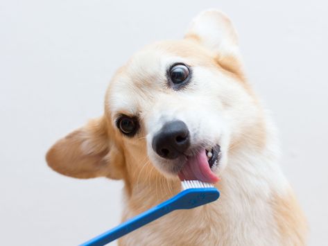 Learn how to clean dogs teeth and understand how to train them to accommodate home dental care from puppyhood with this step-by-step process. Train Puppy, Dog Dental Health, Dog Toothpaste, Dog Training Classes, Dog Collar With Name, Dog Teeth Cleaning, Clean Teeth, Dog Dental, Dog Nutrition