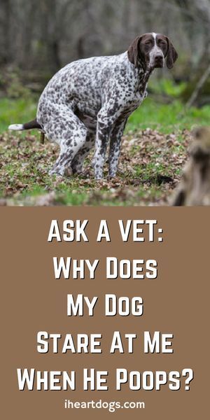 Ask A Vet: Why Does My Dog Stare At Me When He Poops? Me When He, Game Mode, A Vet, Train Your Dog, Dog Facts, Dog Info, Dog Hacks, Dog Care Tips, Dogs Pooping