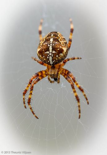 Garden Cross Spider (Araneus diadematus) 1 Spider Oc, Huntsman Spider, Spider Cat, Garden Cross, Spider Species, Bug Type, Garden Spider, Plant Insects, Spider Tattoo