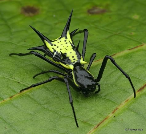 from Ecuador: www.youtube.com/AndreasKay | Dear Friends of E… | Flickr Interesting Insects, Weird Bugs, Cool Spiders, Pretty Bugs, Spiders, Scary Bugs, Spider Species, Weird Insects, Cool Insects