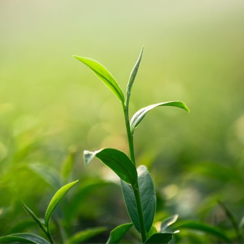 Where the magic begins 🌱 ⁣ ⁣ #tea #srilanka #tealovers #teatime #blacktea #premiumtea #greentea #teaaddict #ceylon #ceylontea #ilovetea #basilur #camellia_sinensis #tea_leaf #afternoon_tea Tea Leaves Aesthetic, Tea Leaves Photography, Beautiful Heart Pictures, Mix Berry, Darjeeling Tea, Ceylon Tea, Camellia Sinensis, Premium Tea, Leaf Images