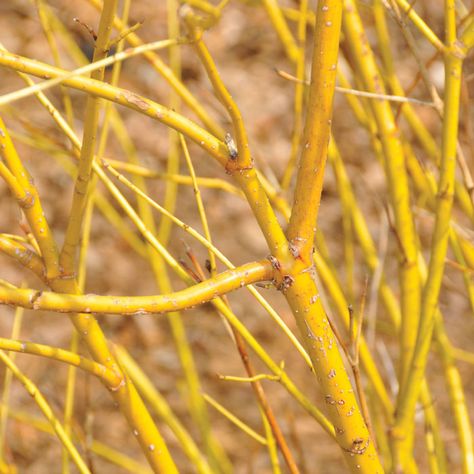 These 5 tough plants keep the garden beautiful while you rest and get ready for spring. Cotinus Golden Spirit, Arctic Fire Red Twig Dogwood, Autumn Gold Ginkgo Tree, Showy Goldenrod, Yellow Twig Dogwood, Twig Dogwood, Small Yellow Flowers, Shade Shrubs, Winter Plants