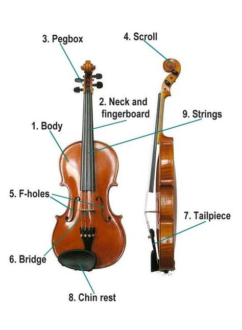 Parts of the violin Parts Of The Violin, Violin Teaching, Music Education Games, Violin Outfit, Music Activities For Kids, Violin Parts, Violin Art, Education Games, Violin Strings