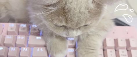 Fb Banner, Funny Looking Cats, Cute Headers For Twitter, Cute Banners, Cute Headers, Twitter Banner, Header Pictures, Creative Profile Picture, Banner Gif