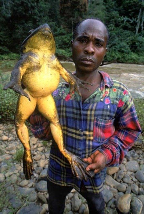 This photo of a goliath frog - the world's largest frog - is real. African Frogs, Giant Animals, Big Animals, Frog And Toad, Reptiles And Amphibians, Weird Animals, Large Animals, Animals Of The World, Lizards