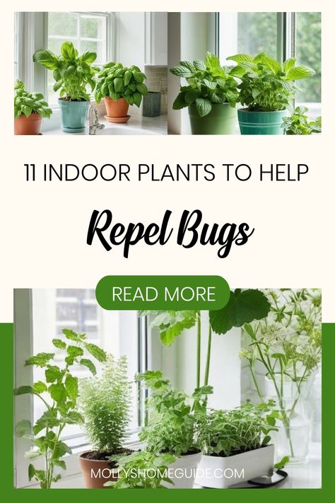 Discover the best indoor plants to keep bugs away naturally with our guide! Learn about common houseplant pests and how to identify them. These indoor plants not only beautify your space but also act as natural pest control. Say goodbye to unwanted insects by incorporating these top bug-repellent plants into your home decor. Explore herbs that repel bugs and DIY bug repellent plant sprays for effective insect control. Create a pest-free environment using plants that keep bugs away effortlessly. Gnats In House Plants, Houseplant Pests, Brown Bugs, Insect Repellent Plants, Diy Bug Repellent, Plants That Repel Bugs, Repellent Plants, Fly Repellant, Natural Pest Control