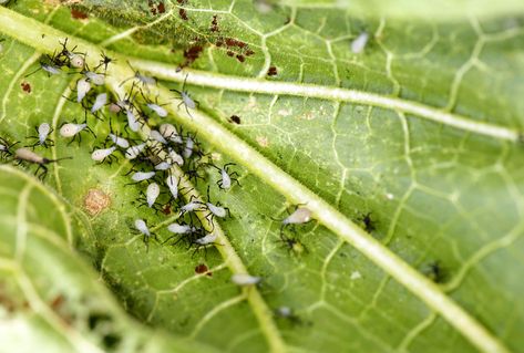 8 Tips for Naturally Getting Rid of Squash Bugs—Before They Devour Your Garden Fruit Fly Repellent, Get Rid Of Squash Bugs, Garden Snakes, Backyard Food, Squash Bugs, Garden Bugs, Plant Pests, Gardening Gear, Bug Control