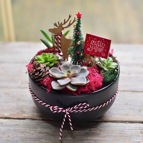 Christmas Plant Gift Ideas, Succulent Christmas Decorations, Christmas Succulent Arrangements, Christmas Succulent Ideas, Christmas Succulents, Christmas Plants Gifts, Succulent Christmas, Mini Cactus Garden, Christmas Plant