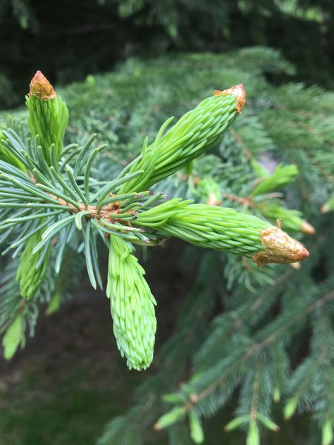 Foraging for Spruce Tips Dehydrating In Air Fryer, Spruce Tips, How To Help Nausea, White Spruce, Wild Edibles, One Tree, Bright Green, How To Find Out, Herbs