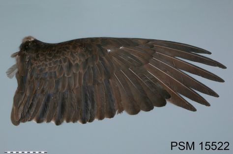 Turkey Vulture wing specimen from the Slater Museum collection. Feather Anatomy, Feather Tutorial, Raven Feather, Flight Feathers, Feather Texture, Craft Foam, Eagle Wings, Different Birds, Bird Wings