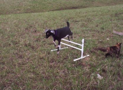 Micah clearing the bar jump Goat Obstacle Course, Obstacle Course Ideas, Small Goat, Course Ideas, Obstacle Courses, Dog Agility, Obstacle Course, The Bar, Front Page