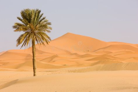 Sahara Desert. Sand dune and palm tree. Sahara Desert, popular travel destinatio , #Aff, #Sand, #dune, #Sahara, #Desert, #palm #ad Padang Pasir Aesthetic, Desert Artwork, Dates Tree, Desert Background, Free Video Background, Best Naruto Wallpapers, Popular Travel Destinations, Sahara Desert, Tablet Wallpaper