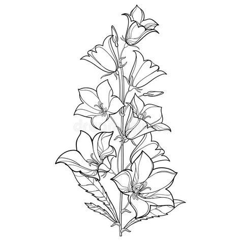 Vector bouquet with outline Campanula or Bellflower or Bluebell flower, leaf and bud in black isolated on white background. Perennial ornate plant in contour stock illustration Bluebells Flower Tattoo, Bluebell Tattoo, Campanula Flowers, Blue Flower Tattoos, Outline Flower, Bluebell Flower, Vintage Flower Tattoo, Flower Bouquet Drawing, Phone Wallpapers Vintage