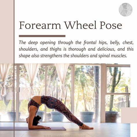 Dwi Pada Viparita Dandasana or Forearm Wheel Pose helps in deep opening through the frontal hips, belly, chest, shoulders, and thighs is thorough and delicious, and this shape also strengthens the shoulders and spinal muscles. #ForearmWheePose #DwiPadaViparitaDandasana #OrganicAyurveda Viparita Dandasana, Wheel Pose, Yoga Tips, Ayurveda, Muscles, Wheel, Yoga