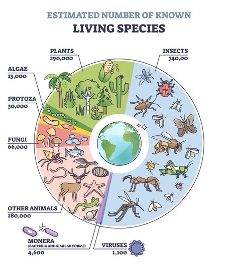 Classification of plant kingdom with estimated species count outline diagram. Labeled educational living wildlife quantity from each family vector illustration vector illustration Kingdom Illustration, Family Vector Illustration, Diagram Illustration, Plant Classification, Plant Kingdom, Family Vector, Data Visualization Design, Biology Lessons, Earth And Space Science