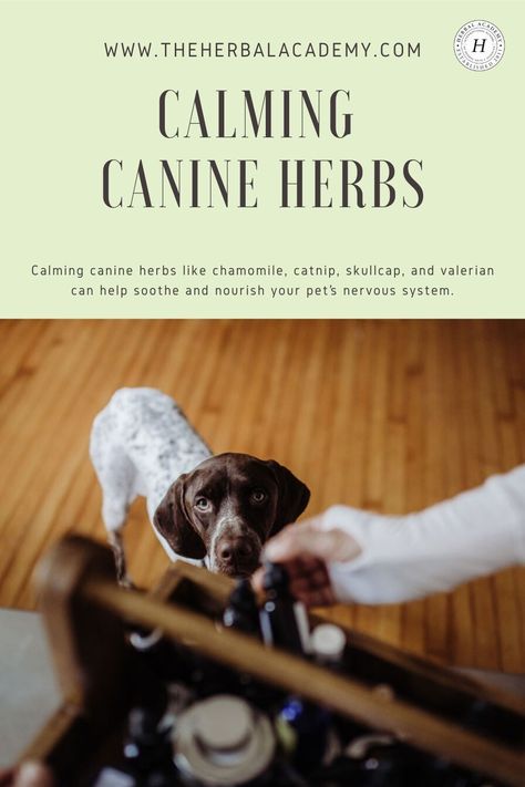 Calming Herbs For Dogs, Witchy Herbs, Learning Herbs, Herbal Academy, Salve Recipes, Herbal Recipes, Herbal Apothecary, Herbal Healing, Calm Dogs