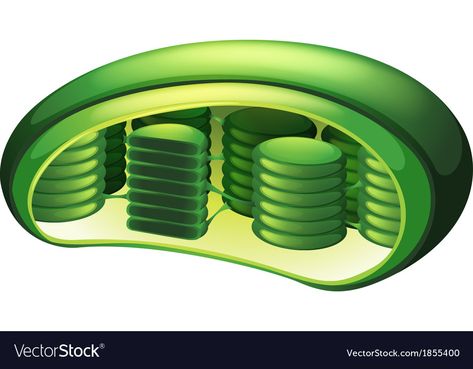 Chloroplast Model, Chloroplast Drawing, Basic Biology, Animal Cells, Plant And Animal Cells, Cells Project, Arts Project, Biology Art, Animal Cell