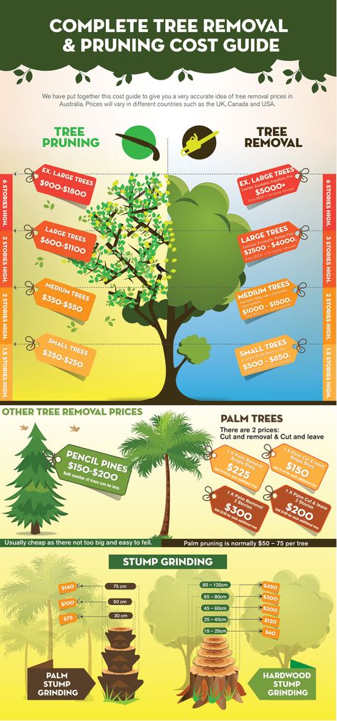 Arborist Climbing Trees, Tree Climbing Equipment, Tree Removal Cost, Tree Shaping, Arborist Climbing, Tree Lopping, Climbing Knots, Tree Removal Service, Tree Felling