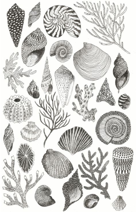 Shells, 2016 Quahog Shell Tattoo, Mermaidcore Tattoo, Coral Tattoo Design, Shell Drawing, Shell Tattoos, Ocean Tattoos, Theme Tattoo, Seashell Print, White Drawing