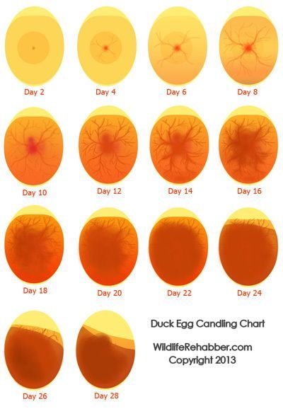 PLEASE HELP!!! duck egg candling pics-- can't tell whats going on | BackYard Chickens - Learn How to Raise Chickens Candling Eggs, Hatching Duck Eggs, Incubating Chicken Eggs, Reban Ayam, Egg Candling, Hatching Chickens, Backyard Ducks, Duck Coop, Raising Ducks