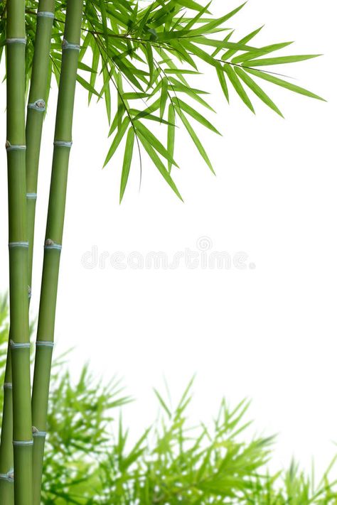 Bamboo with leaves. On white background with copy space , #Affiliate, #white, #leaves, #Bamboo, #space, #copy #ad Bamboo Background, Summer Beach Wallpaper, Bamboo Decor, Bamboo Art, Bamboo Garden, Bamboo Leaves, Black Background Images, Bamboo Plants, 수채화 그림