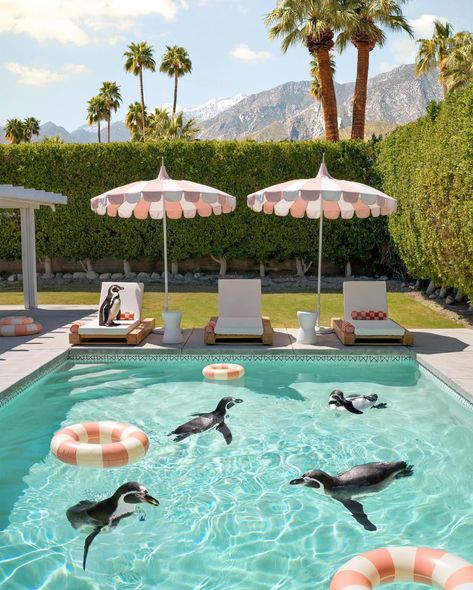 Baby Shower • Instagram Palm Springs Backyard Pool, Palm Springs Home Aesthetic, Palm Springs Furniture, Palm Springs Pool Aesthetic, Mid Century Modern Backyard With Pool, Palm Springs Vibes, Vintage Palm Springs Aesthetic, Classy Pool, Cool Airbnb