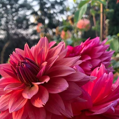 Vonda VandeHoef on Instagram: "🌱☀️What a beautiful week of sunshine we are having! Even though I still have tulips blooming, I’ve also got dahlias on my mind🌺I’ve been busy getting the garden beds prepped, and hopefully I’ll get a few in the ground soon! This beautiful dahlia, Sonic Bloom, always has lots of tubers that store very well, and I love her in bouquets as well! She will always be a favorite🌿Have a lovely week🌞🌺🌿🥰♥️♥️♥️💞😘 #dahlia #dahlias #dahlialover #dahliagrowers #dahliagar Tulips Blooming, Sonic Bloom, On My Mind, I Love Her, Garden Beds, My Mind, Dahlia, Always Be, The Garden