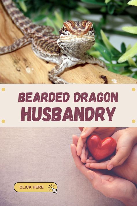 Interested in bearded dragon husbandry? Learn how to care for these pet lizards. Click through to read our blog. Bearded Dragon Husbandry, Bearded Dragon Substrate, Bearded Dragon Habitat, Pet Lizards, Reptile Enclosure, Great Beards, Bearded Dragon, Lizards, To Read