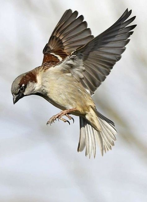 Bird Flying Drawing, Sparrow Images, Sparrows Flying, Birds Landing, Sparrow Illustration, Sparrow Watercolor, Bird Drawing Easy, Sparrow Pictures, Drawing Easy Pencil