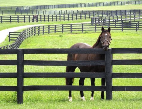 Horse Fencing Ideas, Horse Fence Ideas, Property Fencing, Farm Fences, Pasture Fencing, Horse Fence, Equestrian Property, Stable Ideas, Buy A Horse