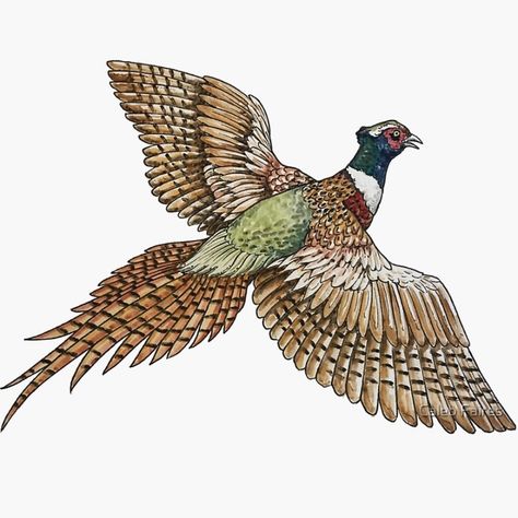 $3.18 redbubble creator: caleb faires Plastic Stickers, Pen And Watercolor, Pheasant, Hand Illustration, Pen And Ink, Top Artists, Sticker Design, Sell Your Art, Vinyl Sticker