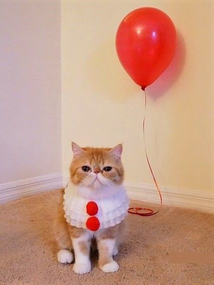 Cat Halloween Costume Pet, Diy Pet Costumes, Funny Pet Costumes, Cute Cat Costumes, Cat Costume Diy, Pet Costumes Cat, You'll Float Too, Cats Diy Projects, Cat Halloween Costume