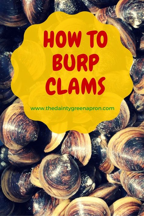 How to Burp Clams | The Dainty Green Apron Steamed Clams Recipe, How To Clean Clams, Clams Recipe, Steamed Clams, Seafood Boil Recipes, Green Apron, Delicious Seafood Recipes, Clam Recipes, Delicious Appetizer Recipes