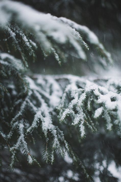 Green Pine Tree Covered With Snow · Free Stock Photo Snow Woods Aesthetic, Snow Falling Aesthetic, Ava Gowns, Server Banner, Snow Covered Pine Trees, January Mood, Snowy Pine Trees, Crystal Trees, Snow Cabin